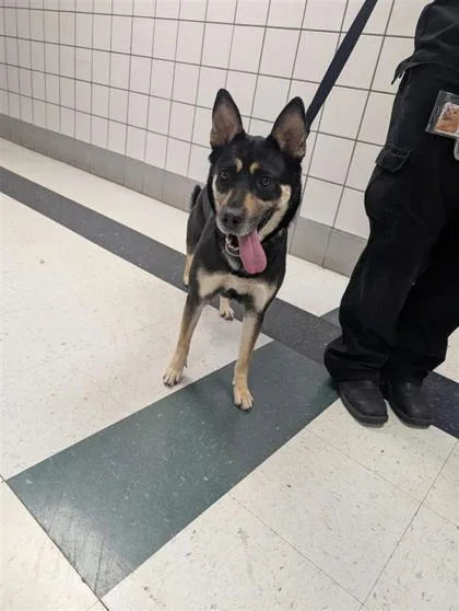 An adult large-sized female Black Mixed Breed dog named 61089565 for adoption in El Paso, TX