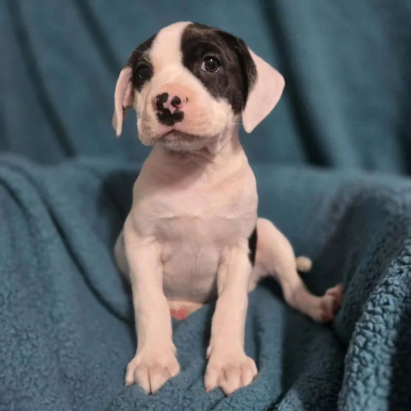 A baby medium-sized female White / Cream Mixed Breed dog named Eldest Daughter for adoption in Olathe, KS