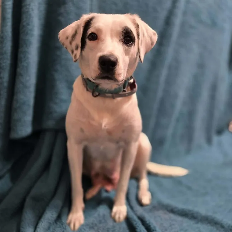 Eldest Daughter thumbnail 2