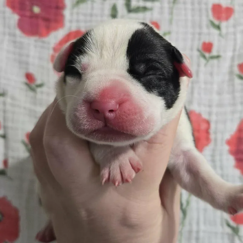 Eldest Daughter thumbnail 3