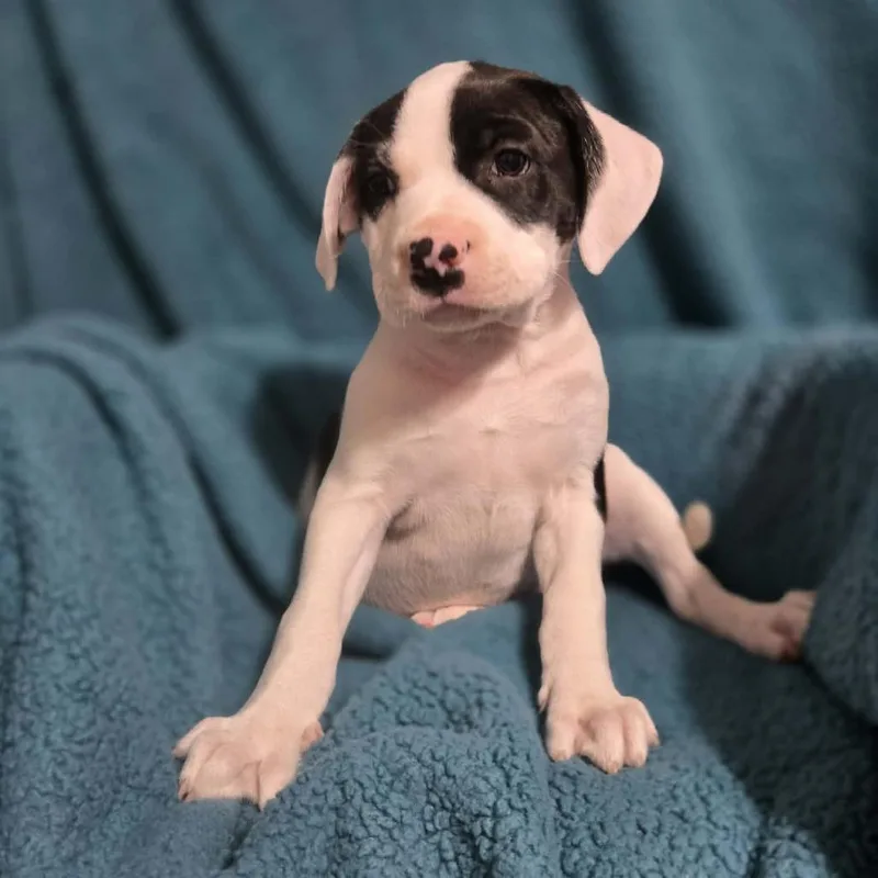 Eldest Daughter thumbnail 4