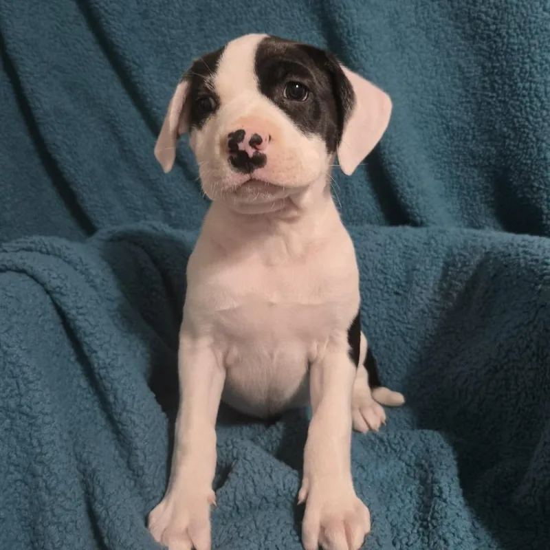 Eldest Daughter thumbnail 5