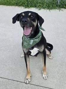 An adult large-sized male Hound dog named Benny for adoption in Bucyrus, OH