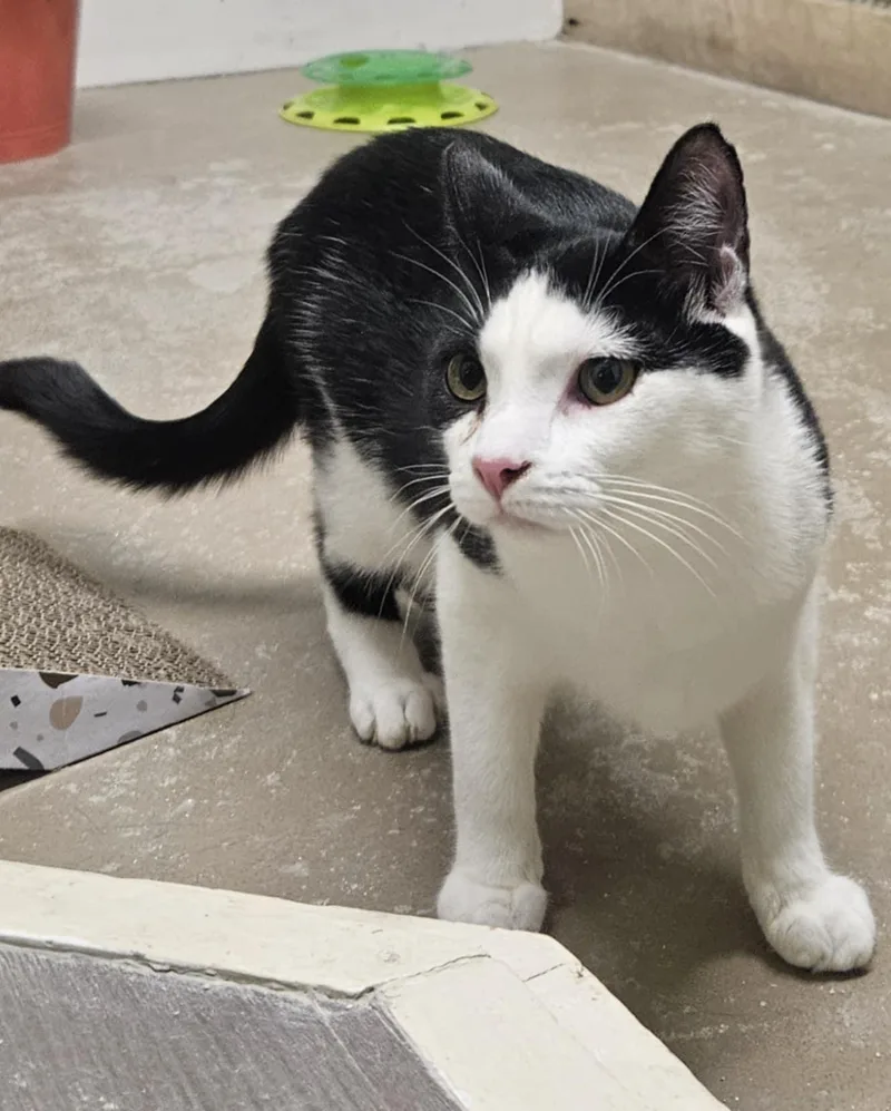 A young medium-sized male Black & White / Tuxedo Domestic Short Hair cat named Rocket And Bandit for adoption in Gonic, NH