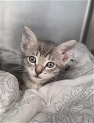 A baby small-sized female Domestic Short Hair cat named Raeve for adoption in Fort Walton Beach, FL