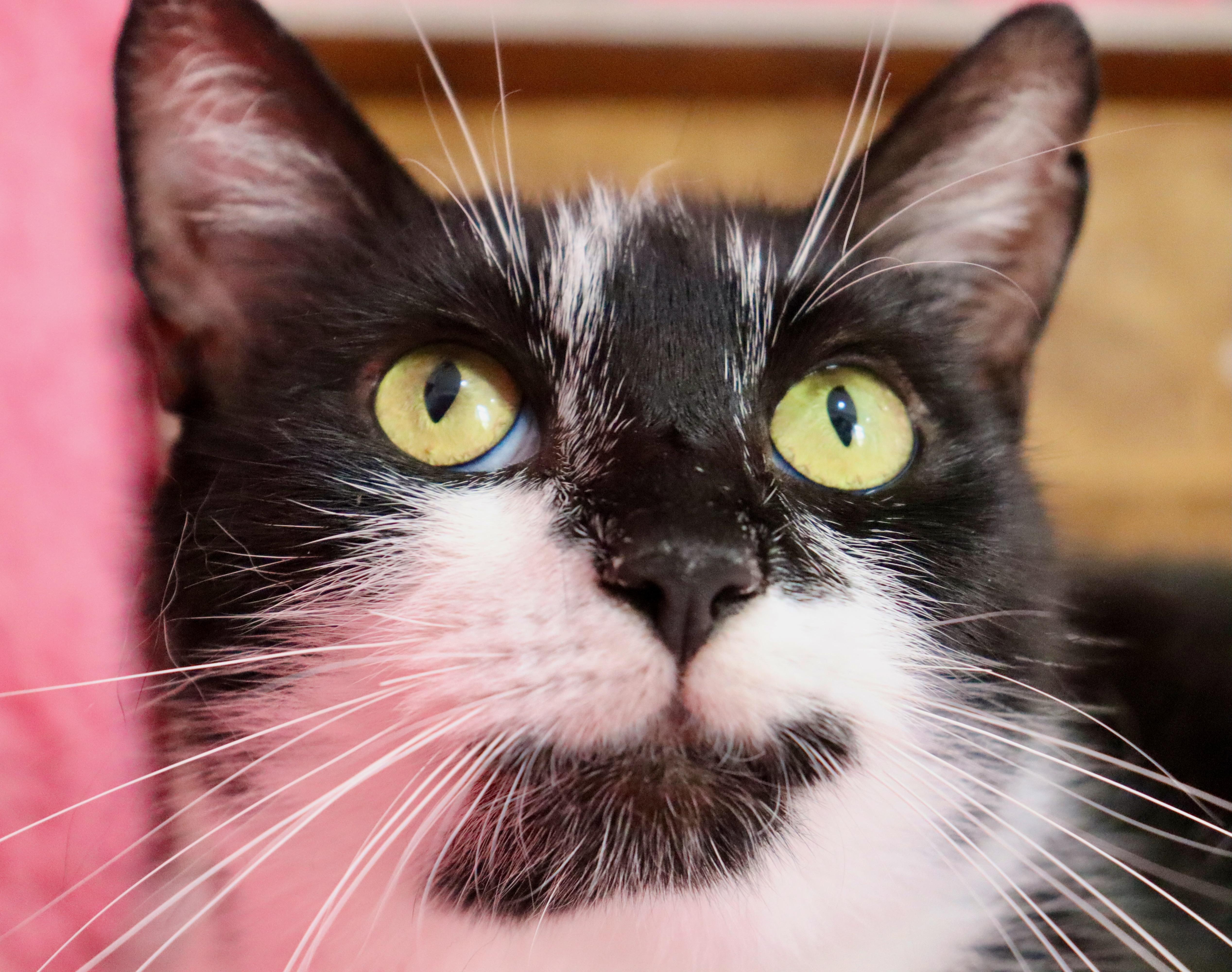 Sweet Pea thumbnail 2