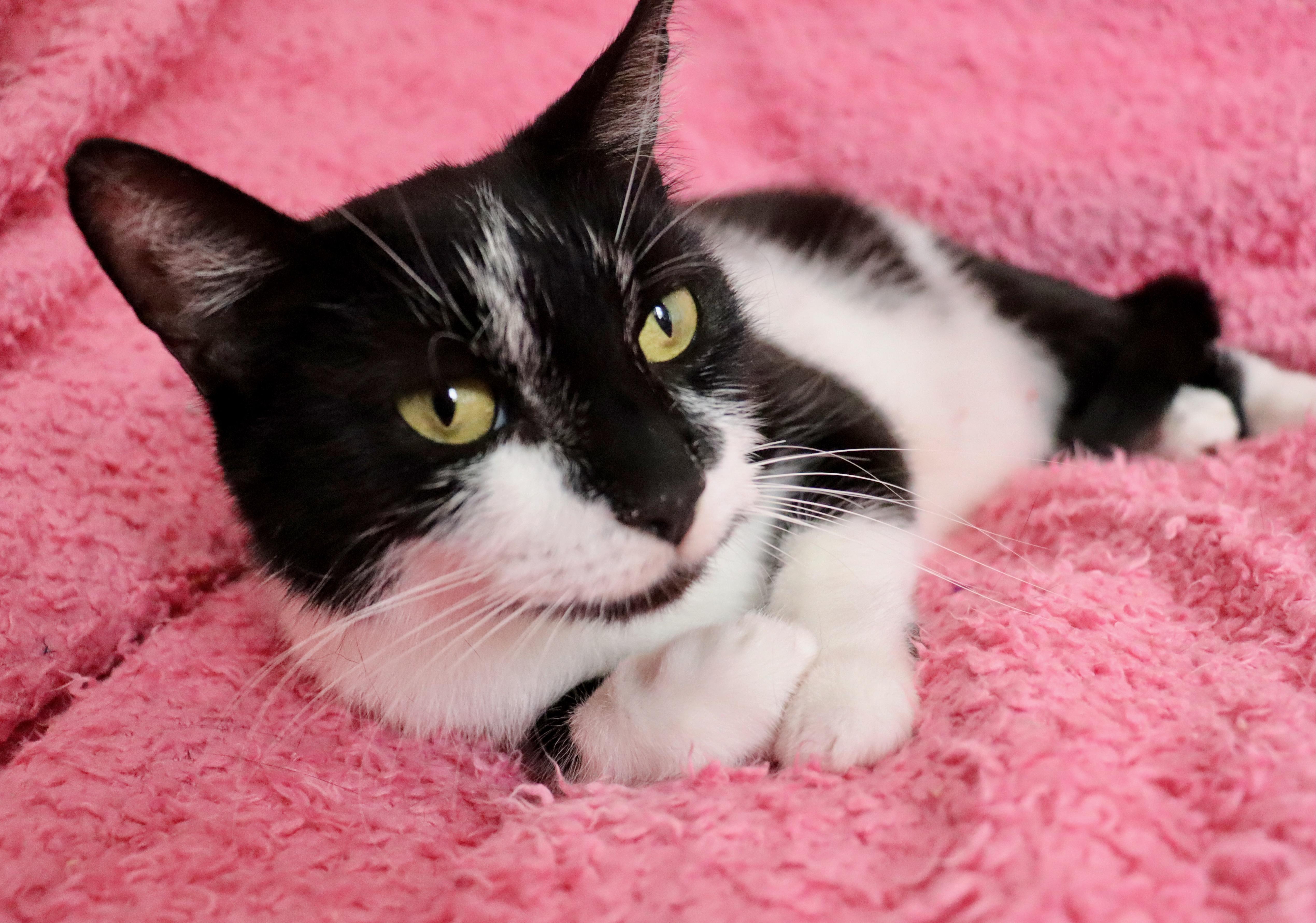 Sweet Pea thumbnail 3