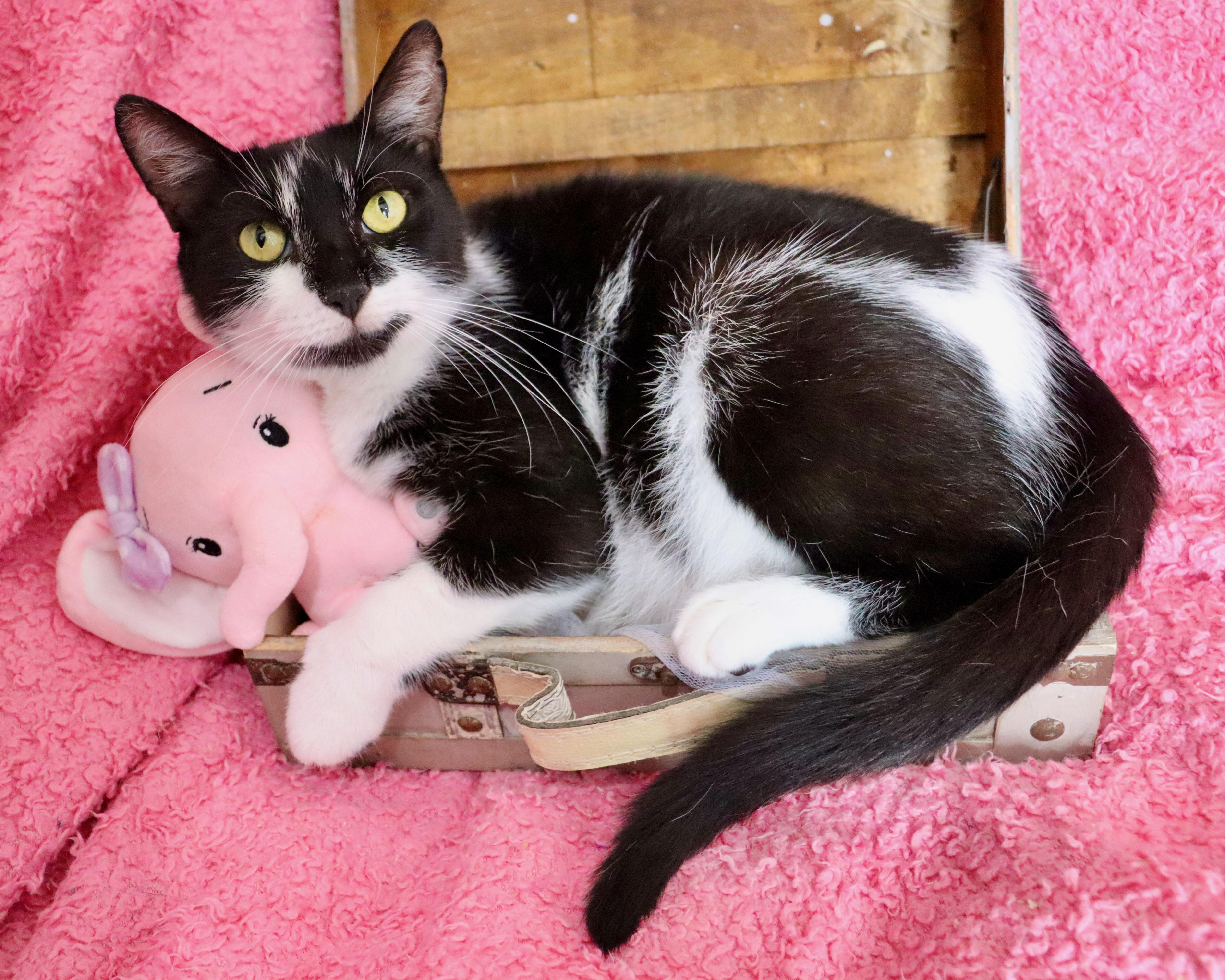 An adult medium-sized female Black & White / Tuxedo Tuxedo cat named Sweet Pea for adoption in Saint Augustine, FL