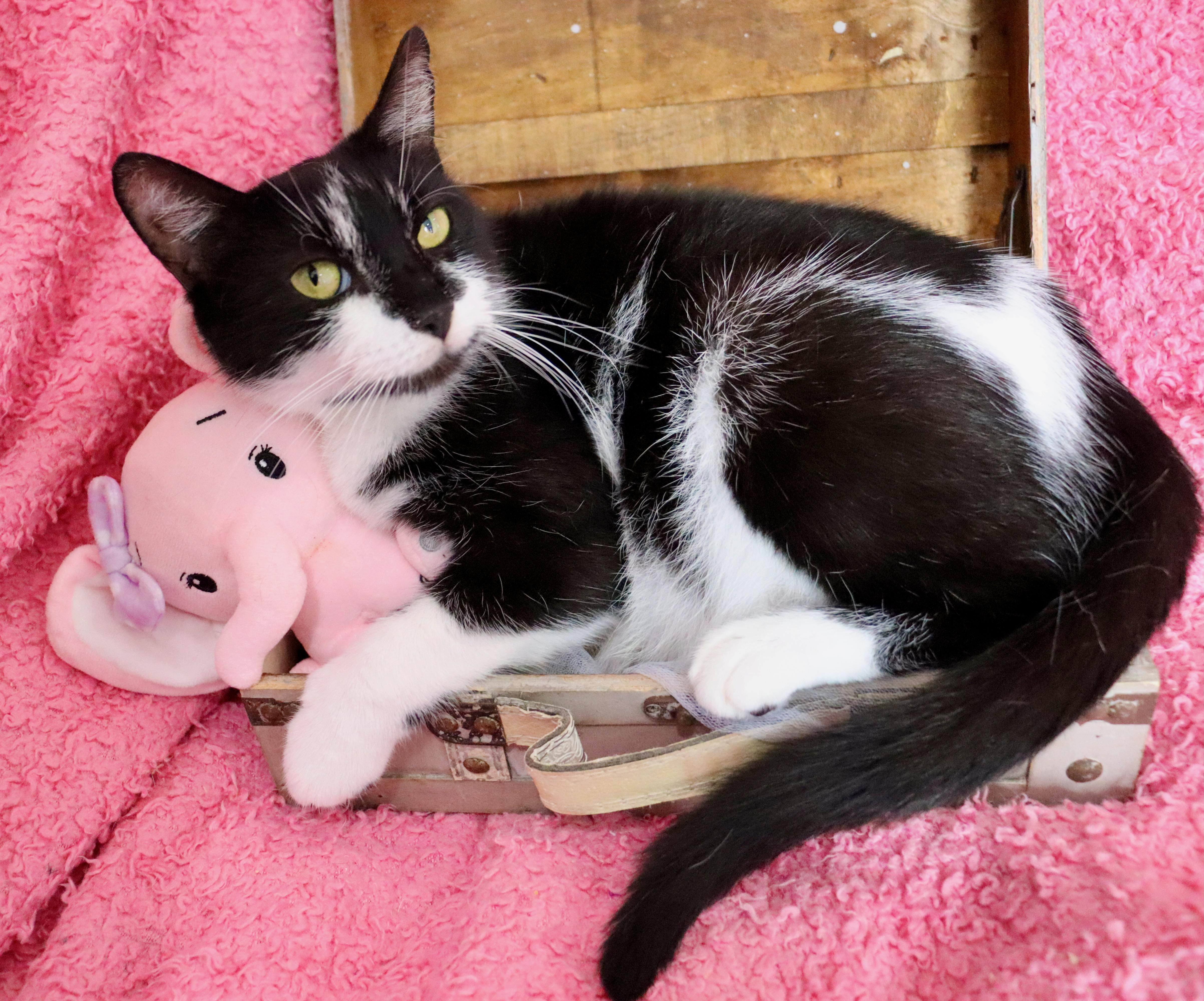 Sweet Pea thumbnail 4