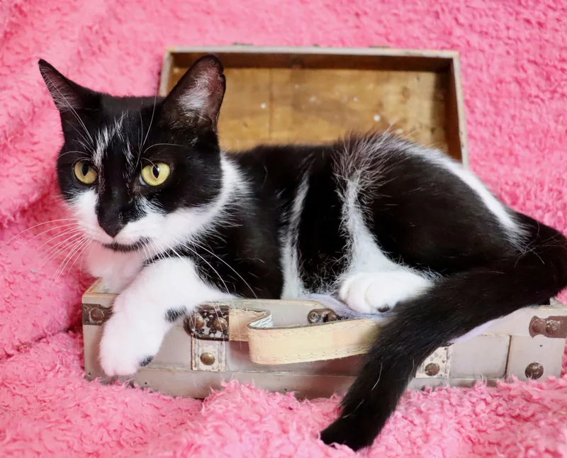 Sweet Pea thumbnail 5