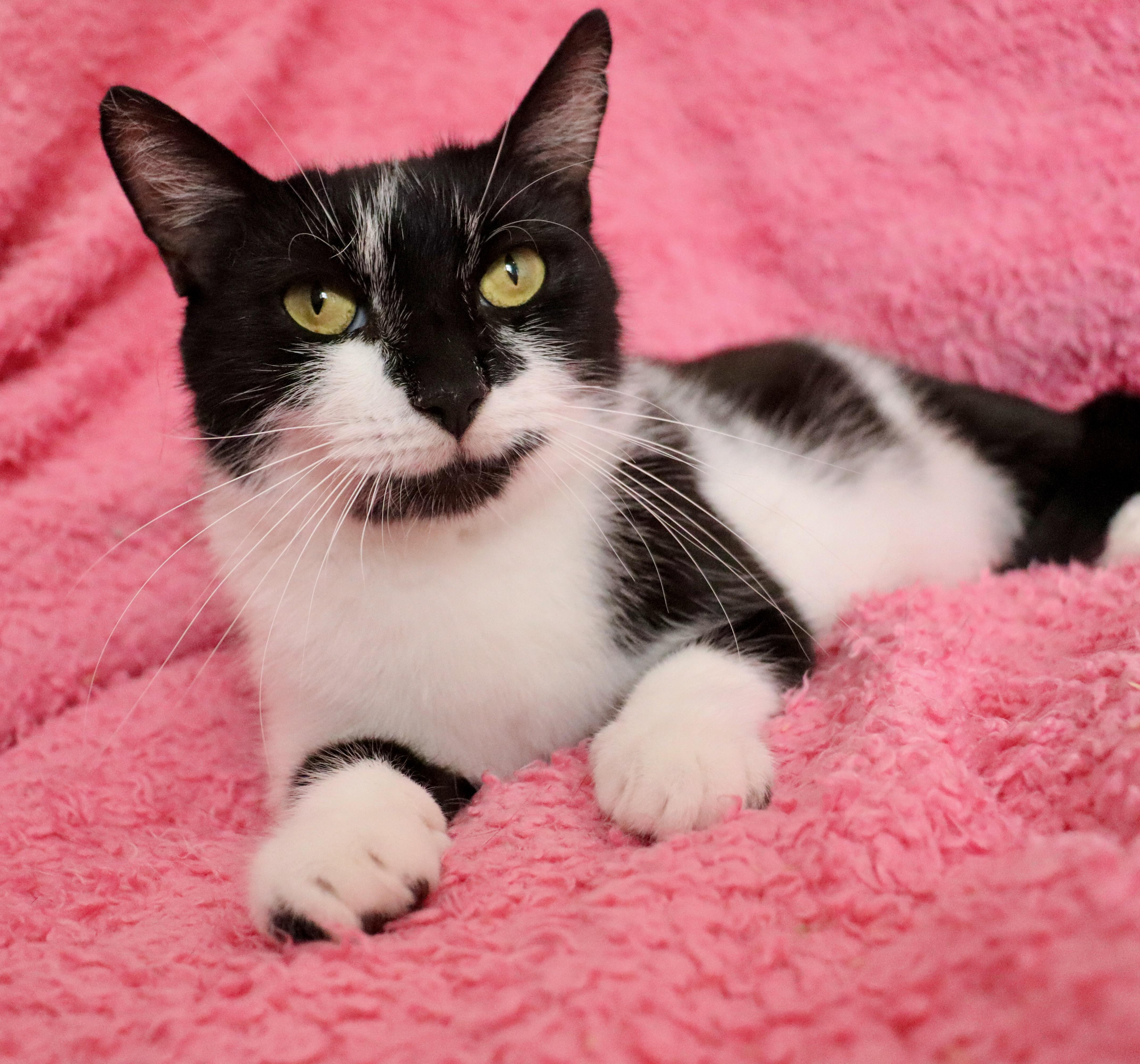 Sweet Pea thumbnail 6