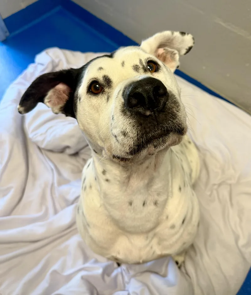 An adult large-sized female Harlequin Dalmatian dog named Freckles for adoption in Lancaster, SC