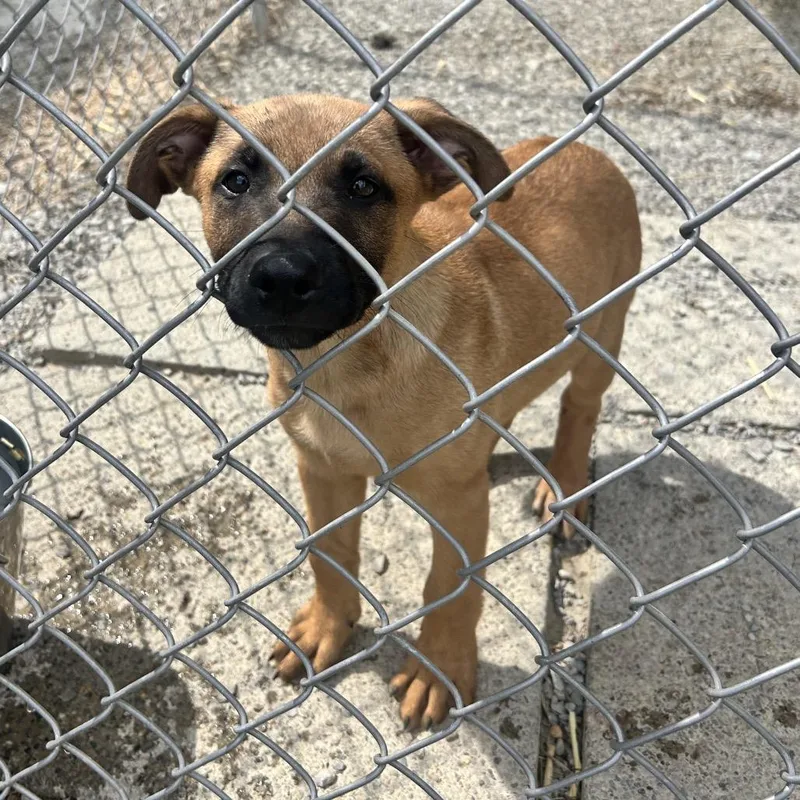 A baby large-sized male Yellow / Tan / Blond / Fawn German Shepherd Dog dog named Jagger for adoption in Uniontown, PA