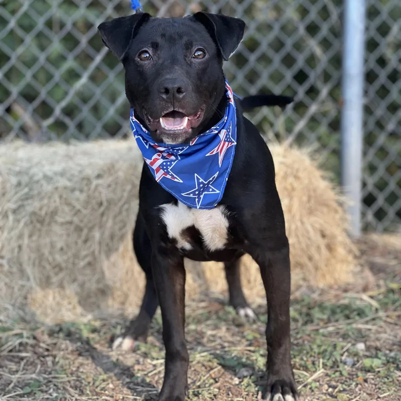 A young medium-sized male Black Pit Bull Terrier dog named Ash for adoption in Madisonville, TX