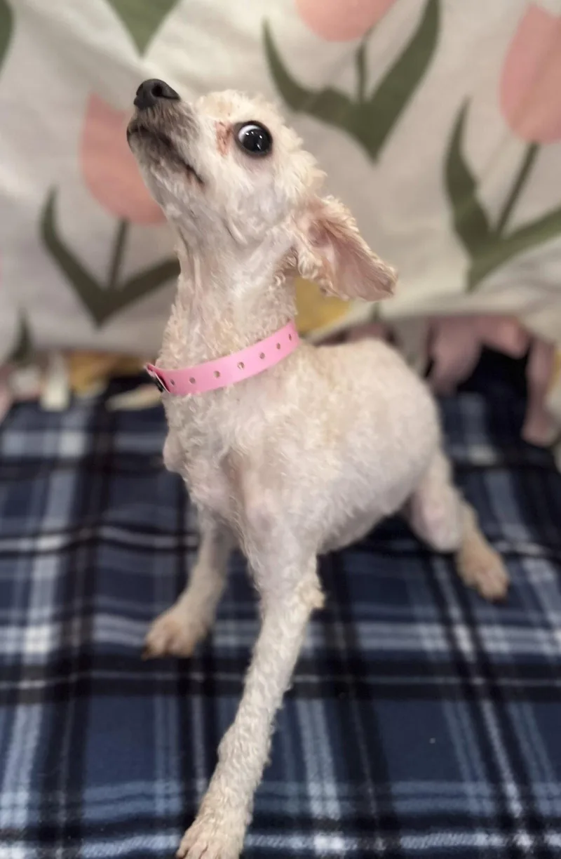 An adult small-sized female Poodle dog named Lydia Sep for adoption in Pacolet, SC