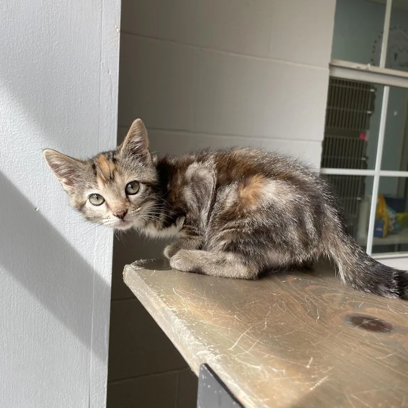 A baby small-sized female Brown / Chocolate Domestic Short Hair cat named Cold Stone Creamery for adoption in Carencro, LA