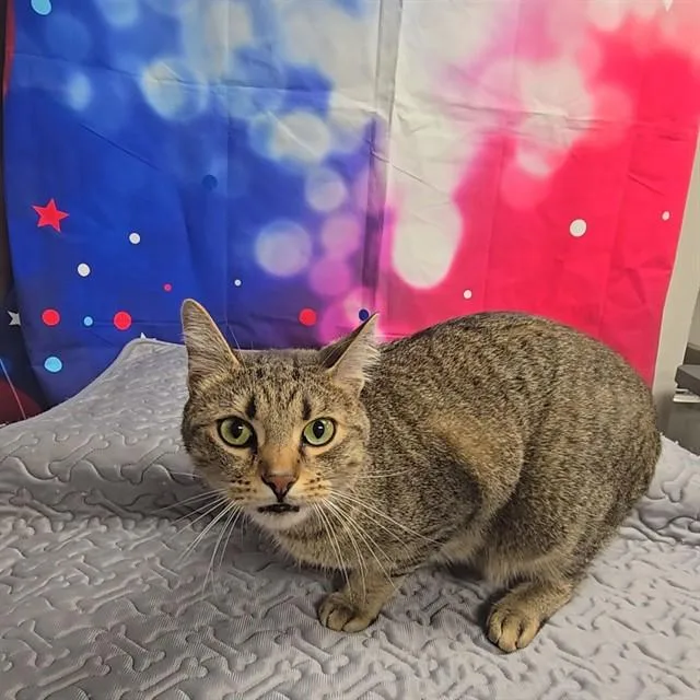 A young medium-sized male Domestic Short Hair cat named Rasmus for adoption in Wylie, TX