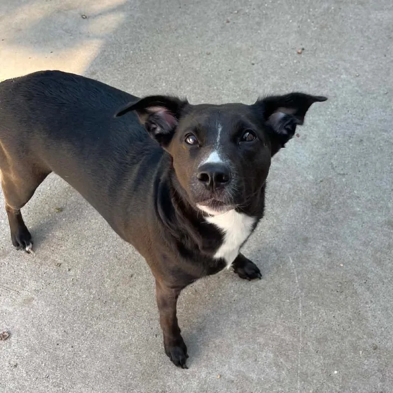An adult small-sized female Black Labrador Retriever dog named Jetta D for adoption in Princeton, MN