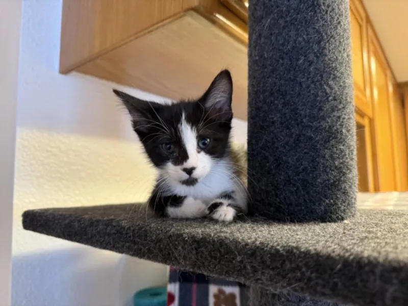 A baby small-sized female Domestic Short Hair cat named Alberta for adoption in Burbank, CA