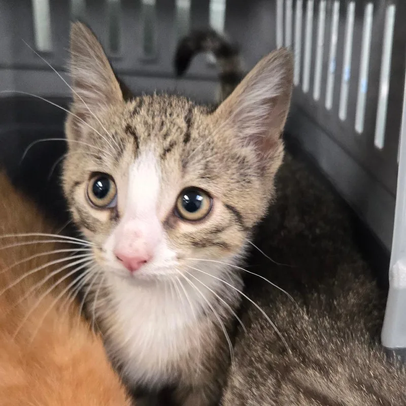 A baby small-sized male Brown / Chocolate Domestic Short Hair cat named Dewey for adoption in East Hanover, NJ