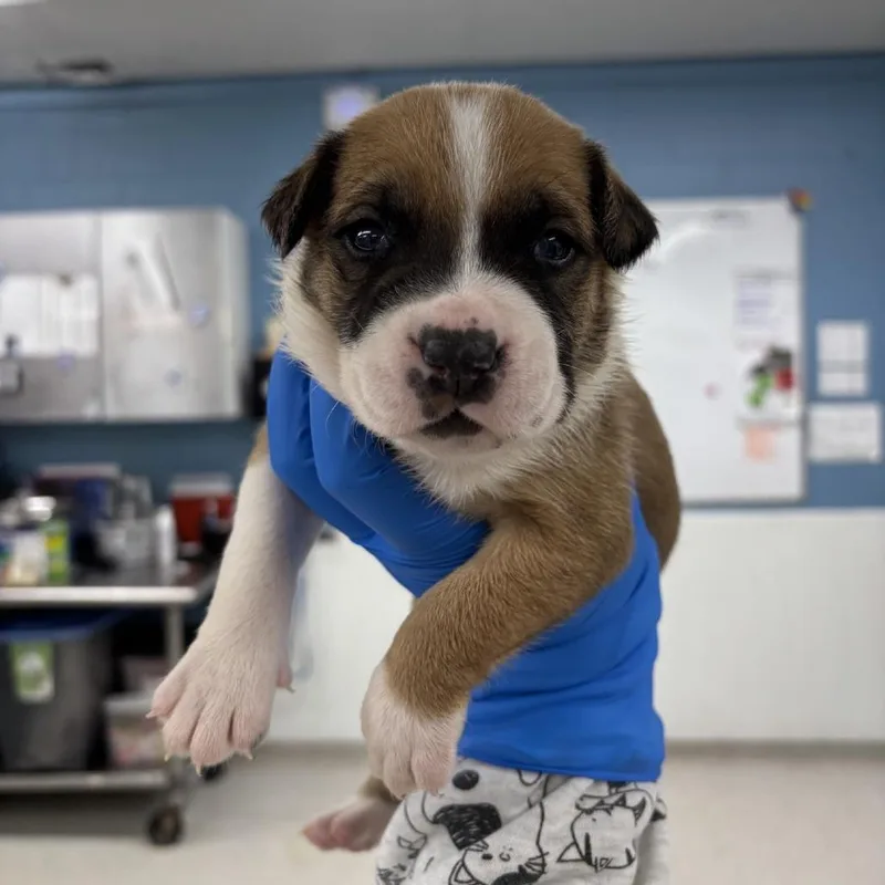 A baby small-sized male Mixed Breed dog named Zyaire for adoption in Indianapolis, IN