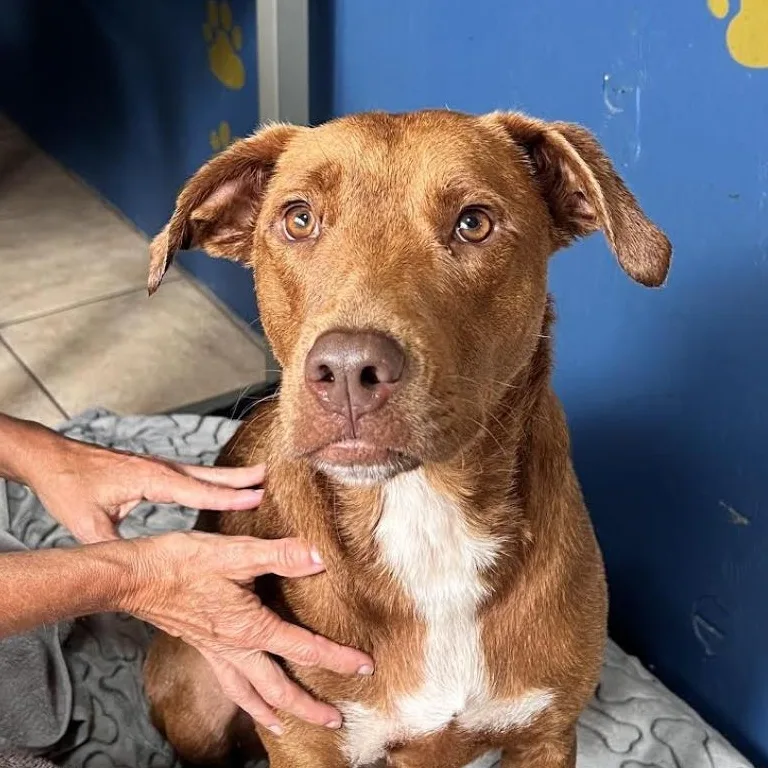 An adult medium-sized male Red / Chestnut / Orange Hound dog named Caine Class  Such for adoption in Andover, MA