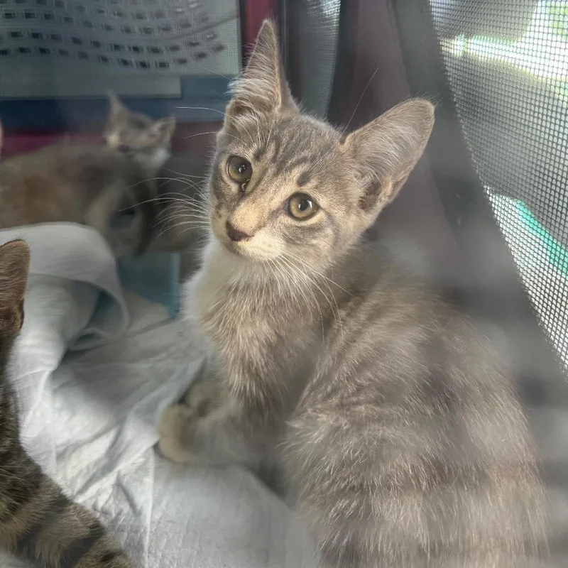 A baby small-sized female Gray / Blue / Silver Domestic Short Hair cat named Phyla for adoption in Naples, FL