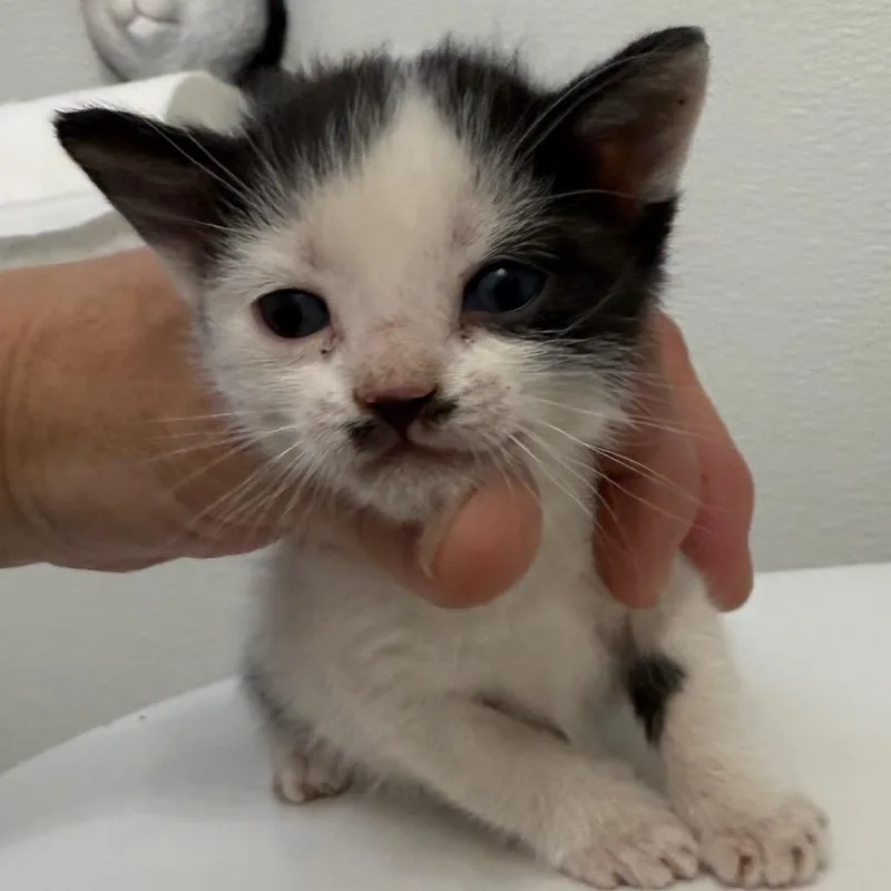 A baby small-sized female White Domestic Short Hair cat named Groucho for adoption in Cedaredge, CO