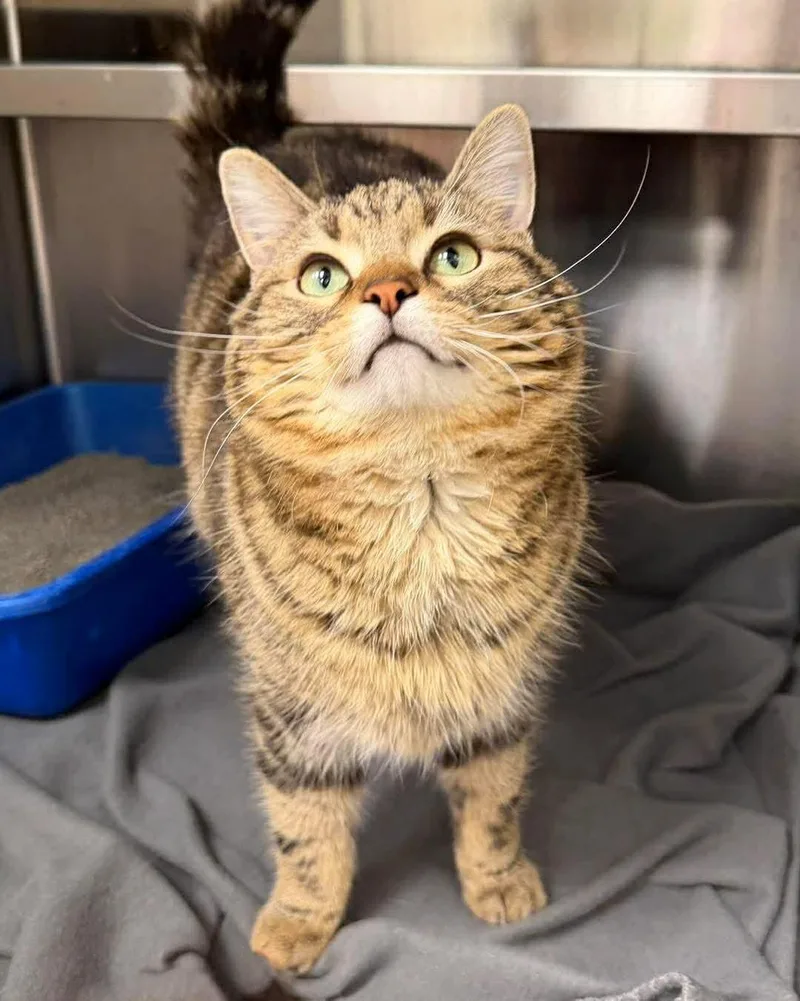 Tumbleweed thumbnail 2