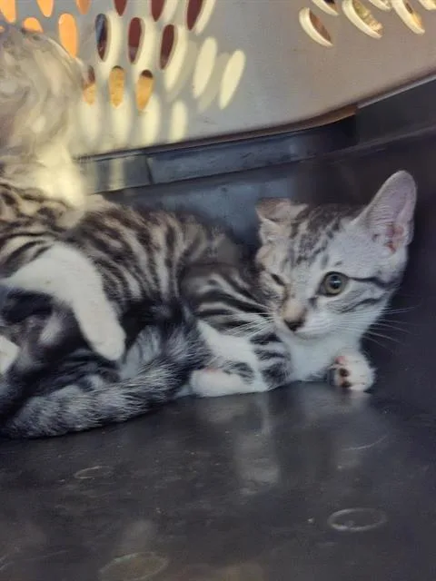 A baby small-sized male Domestic Medium Hair cat named Max for adoption in San Antonio, TX