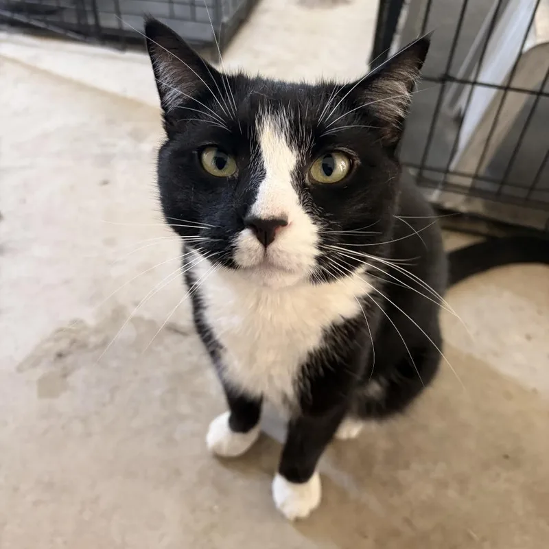 An adult small-sized male Black Domestic Short Hair cat named Oreo for adoption in Hemet, CA