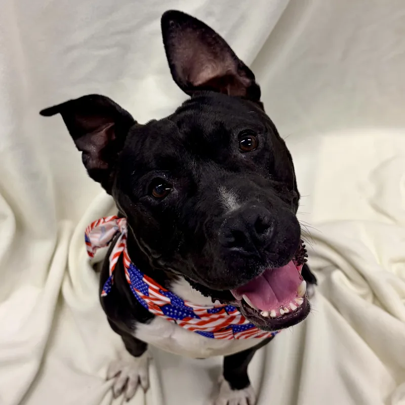 An adult medium-sized male Mixed Breed dog named Wilbur for adoption in Wakefield, RI