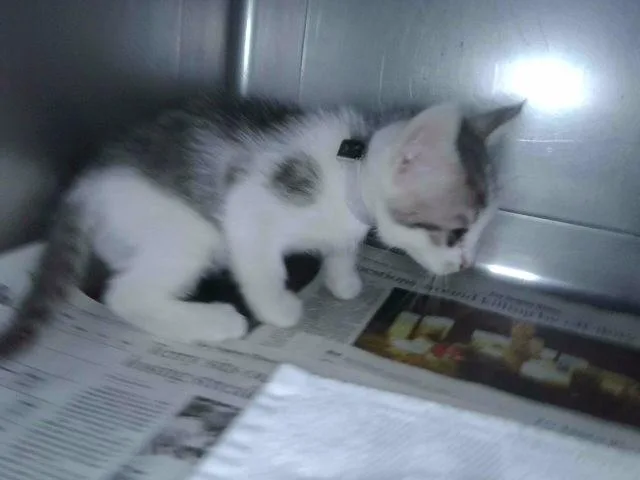 A baby medium-sized female Domestic Short Hair cat named Angelica for adoption in Baldwin Park, CA