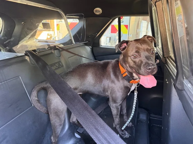 A young medium-sized female Mixed Breed dog named Beautiful for adoption in Highland Village, TX
