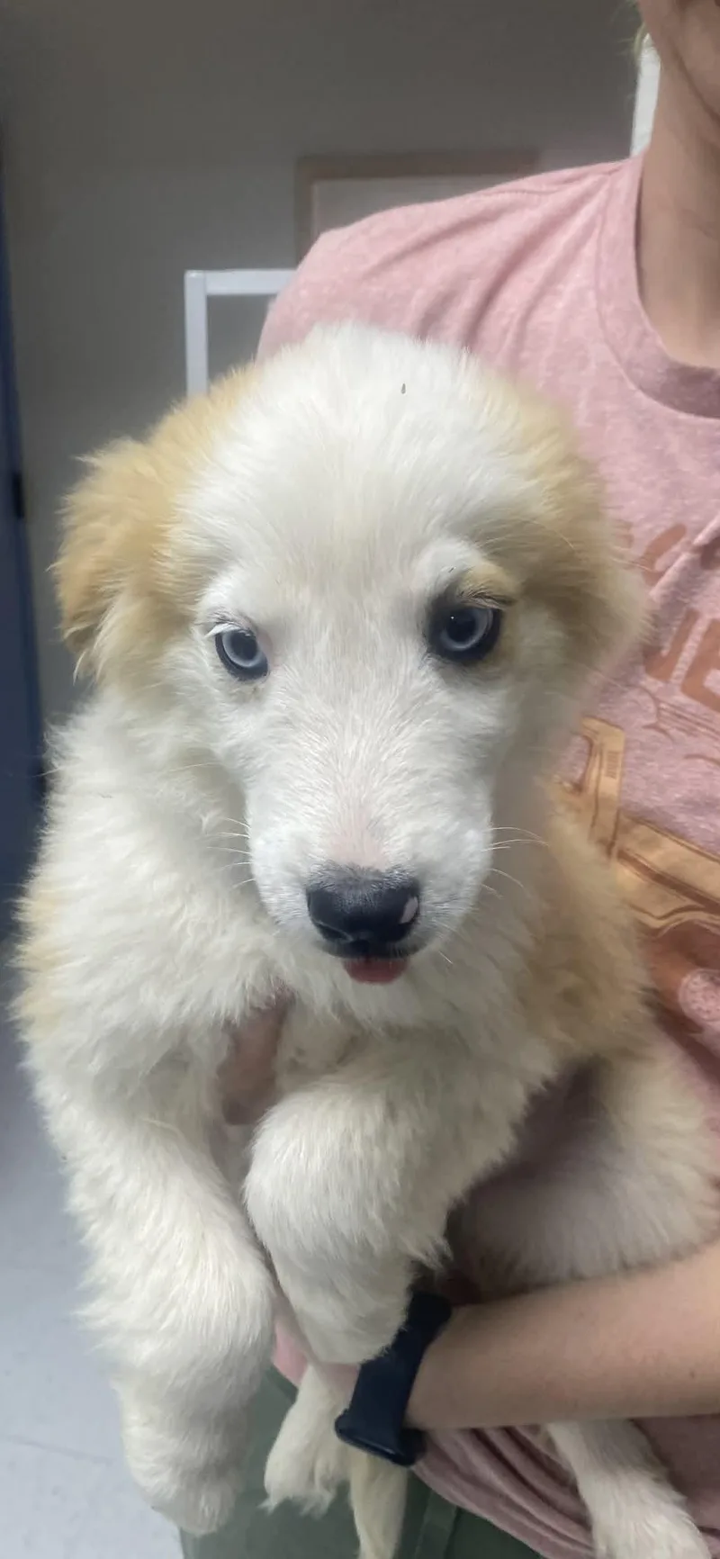 A baby medium-sized female White / Cream Australian Shepherd dog named Clover for adoption in Uxbridge, MA