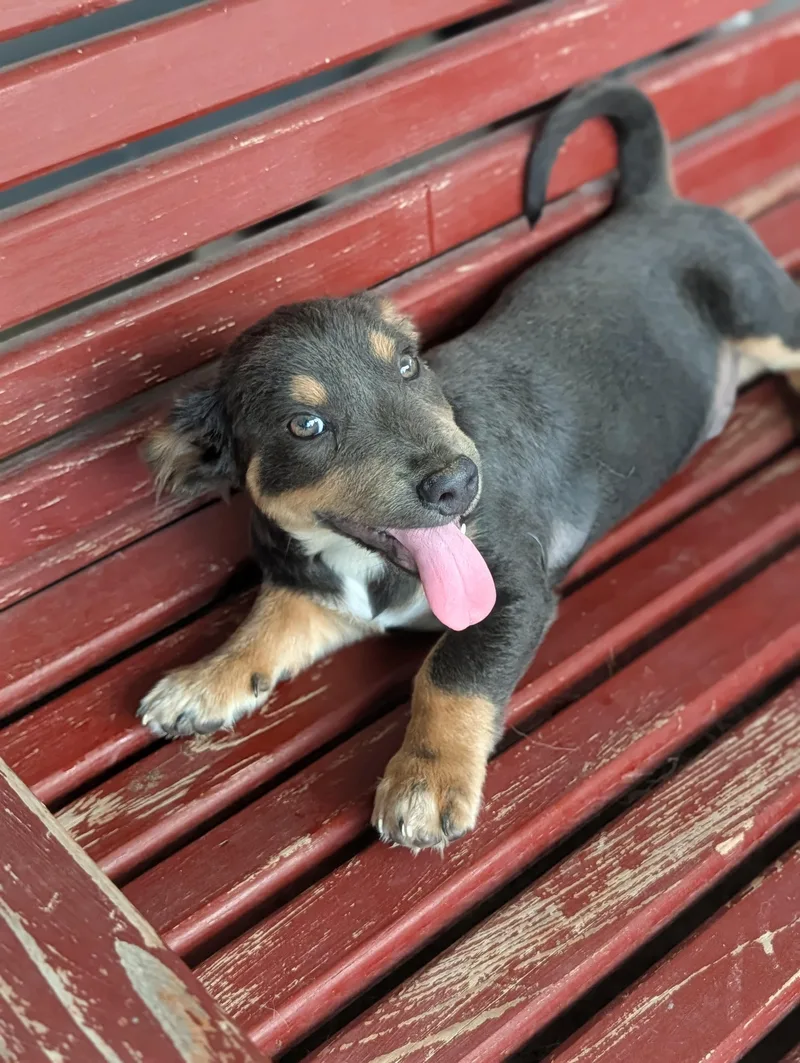 A baby small-sized male Gray / Blue / Silver Dachshund dog named Goob for adoption in Baton Rouge, LA