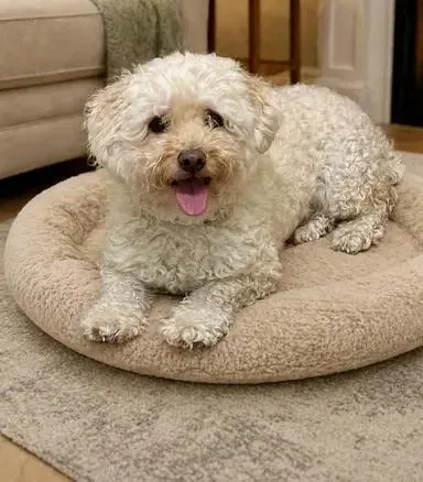 Buddy