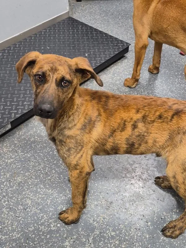 A young medium-sized male Mountain Cur dog named Razor for adoption in Morristown, TN