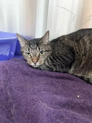 An adult medium-sized male Domestic Short Hair cat named Raphael for adoption in Westland, MI
