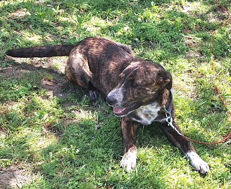A young medium-sized male Brindle Mountain Cur dog named Eldon for adoption in Stanton, KY