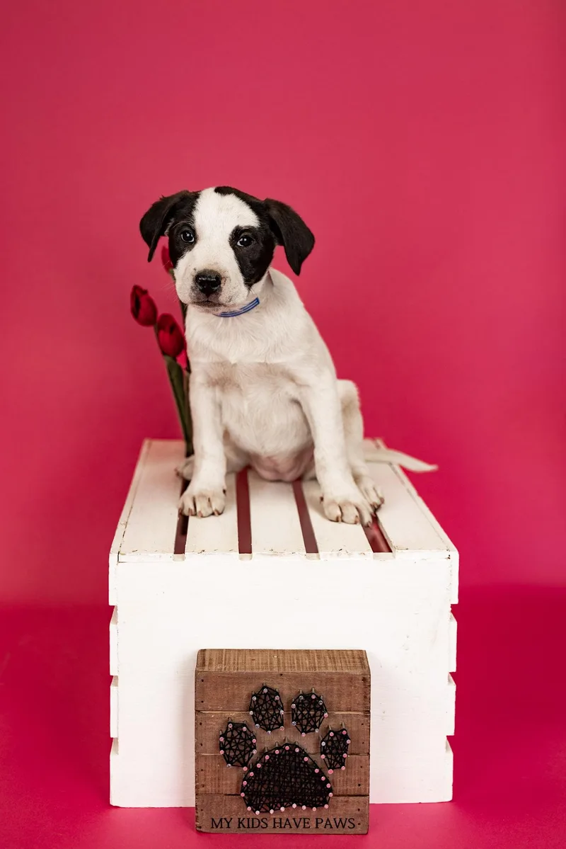 A baby medium-sized female Pit Bull Terrier dog named 271-26 for adoption in Brighton, CO