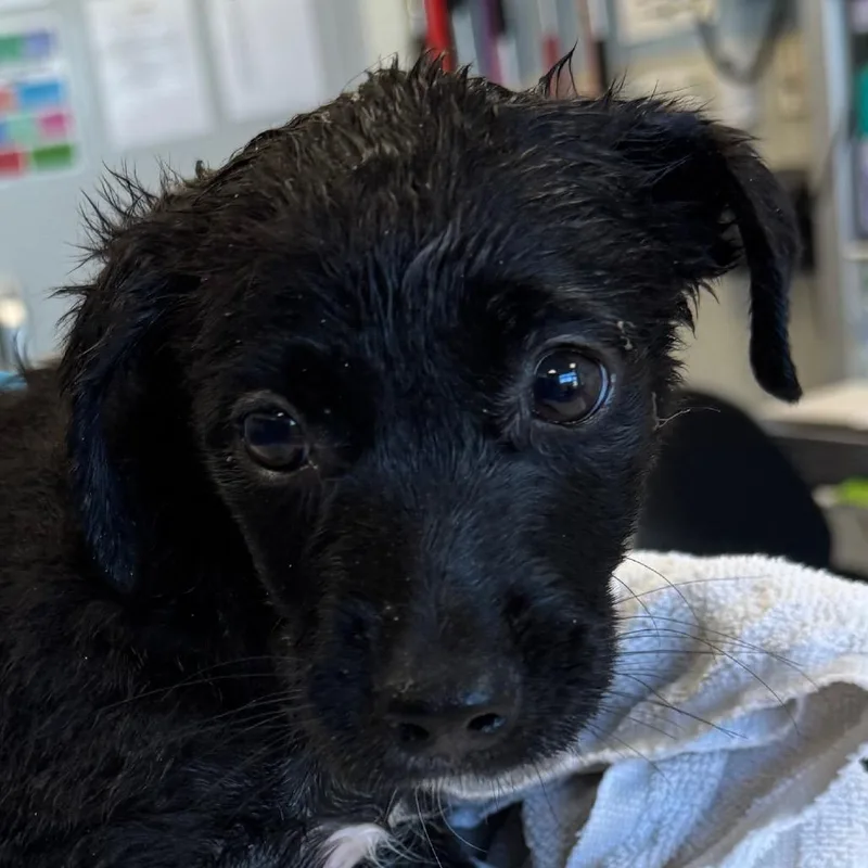A baby small-sized female Black Mixed Breed dog named Taffeta for adoption in Las Cruces, NM