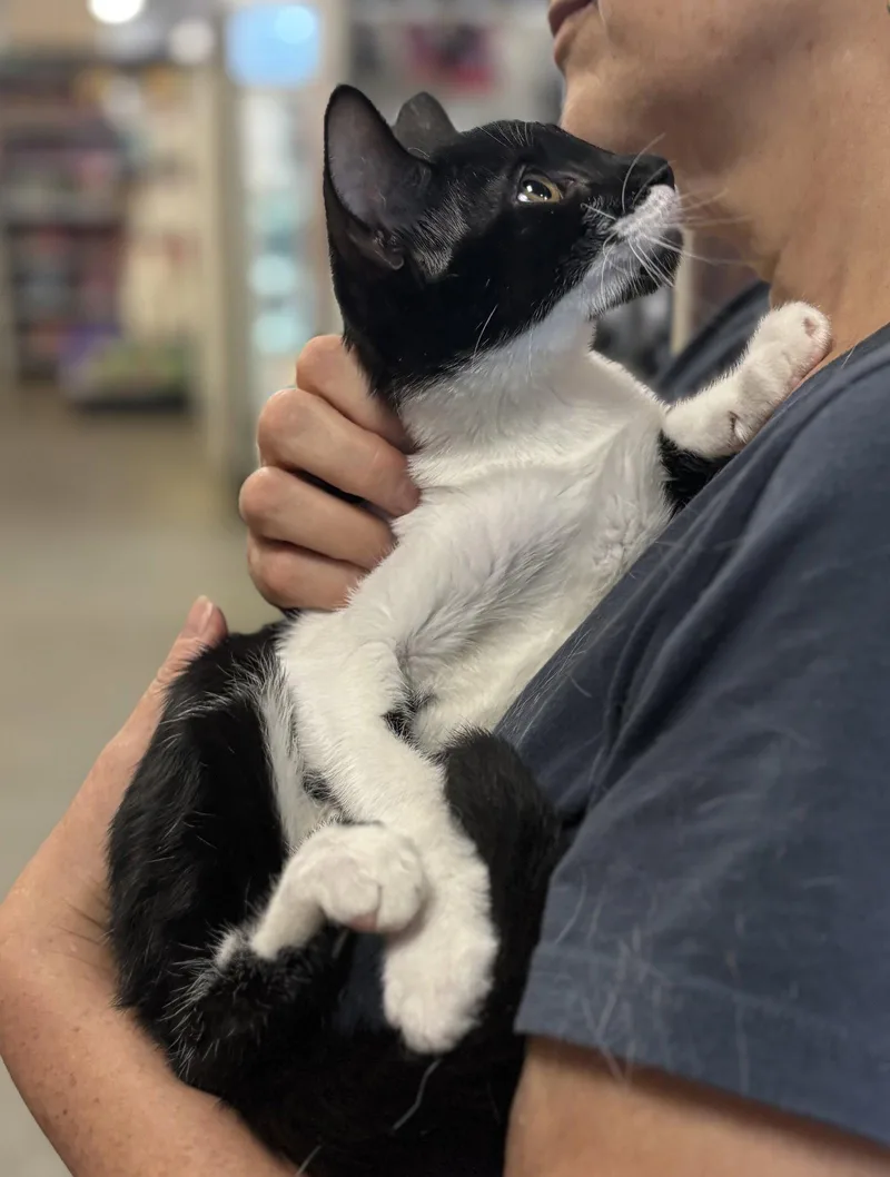 A baby medium-sized male Black & White / Tuxedo Domestic Short Hair cat named Aston for adoption in Brooklyn, NY