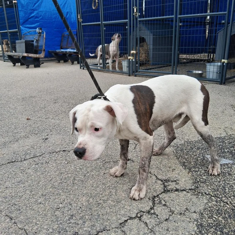 An adult medium-sized male White / Cream Pit Bull Terrier dog named Stuart for adoption in Dillon, SC
