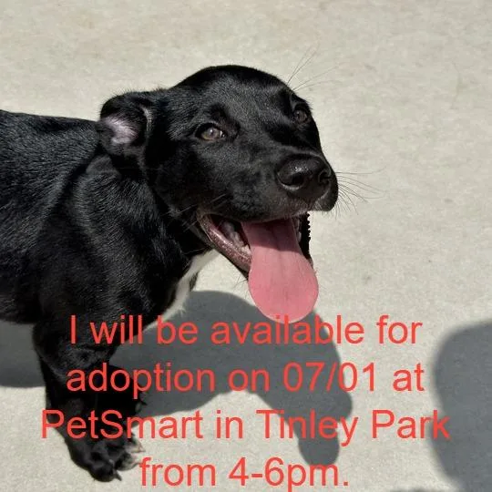 A baby small-sized female Black Mixed Breed dog named Jo for adoption in Matteson, IL