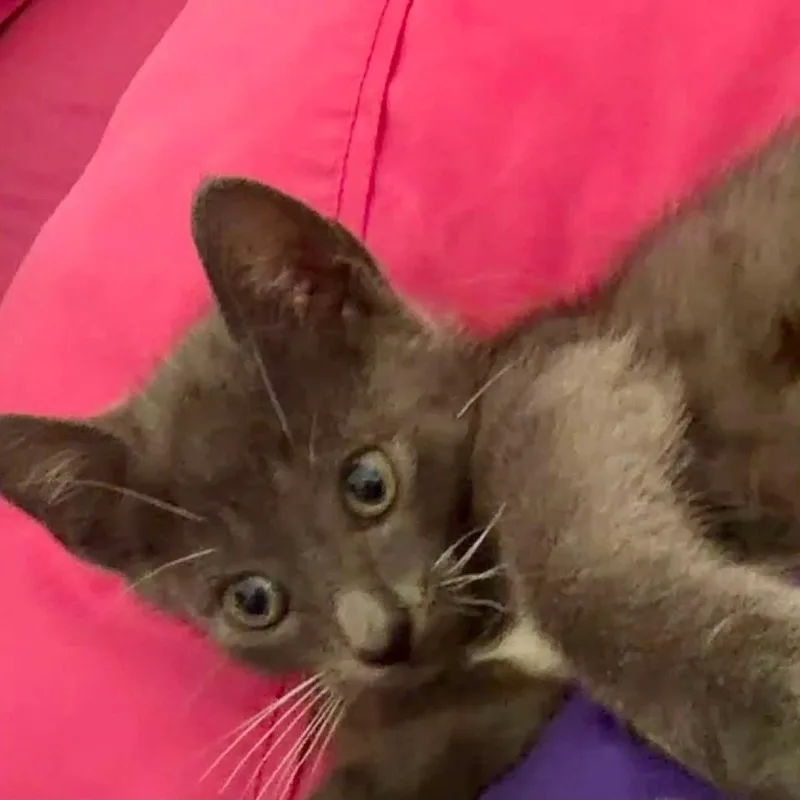 A baby small-sized female Gray / Blue / Silver Domestic Short Hair cat named Melody for adoption in San Antonio, TX