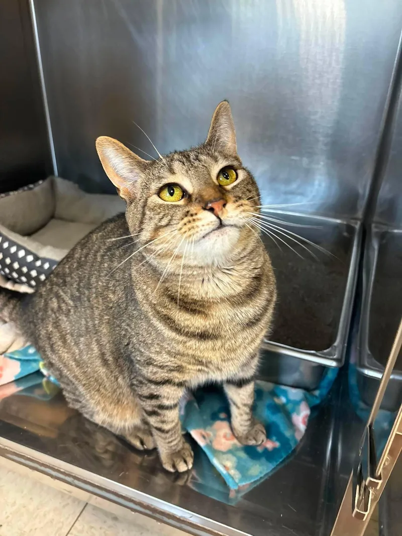 An adult large-sized male Tabby (Brown / Chocolate) Domestic Short Hair cat named Rocky for adoption in Lock Haven, PA