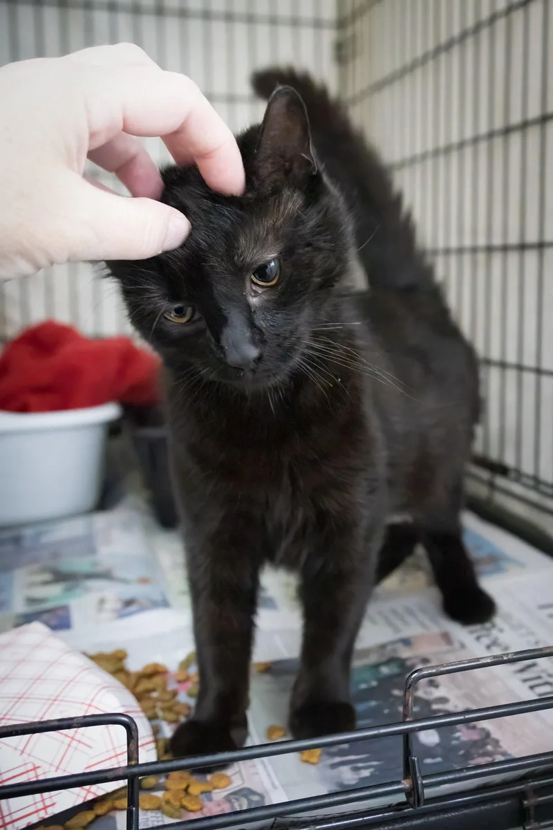 A young medium-sized female Domestic Short Hair cat named Gidget for adoption in Greenville, DE