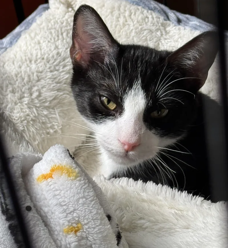 A young medium-sized male Domestic Short Hair cat named Hiccup for adoption in Columbia, SC