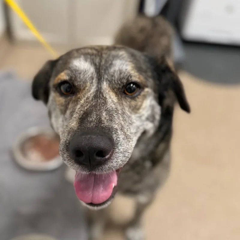 An adult medium-sized female Brindle Mixed Breed dog named Saturn for adoption in League City, TX